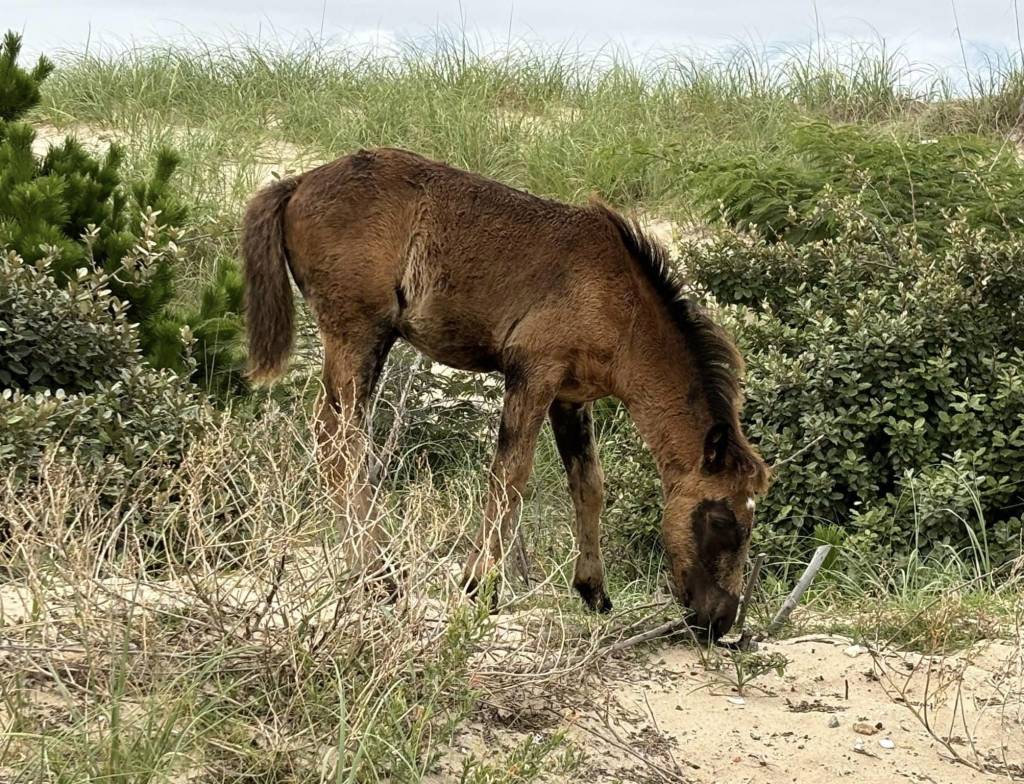 Health officials are warning that horses may be carriers of a fatal disease that humans can contract through mosquito bites.